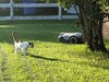 Il gatto non si è spaventato