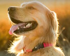 Il collare fitness Fi Series 3+ consente ai proprietari di cani di monitorare la posizione e la salute del loro animale. (Fonte: Fi)