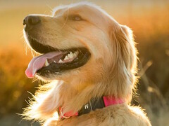 Il collare fitness Fi Series 3+ consente ai proprietari di cani di monitorare la posizione e la salute del loro animale. (Fonte: Fi)