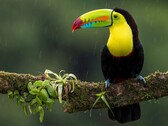 Un tucano appollaiato su un ramo