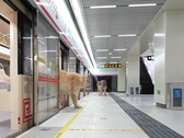 Un gatto che scende dal treno (Fonte: Xing's World via YouTube; screenshot)
