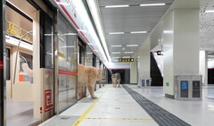 Un gatto che scende dal treno (Fonte: Xing&#039;s World via YouTube; screenshot)