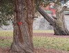 75 mm (200 MPix)