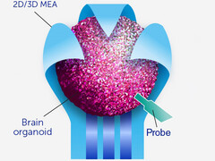 Gli organoidi contengono gruppi di cellule cerebrali che possono sviluppare percorsi più veloci di qualsiasi circuito digitale. (Fonte: Frontiers of Science)