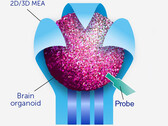 Gli organoidi contengono gruppi di cellule cerebrali che possono sviluppare percorsi più veloci di qualsiasi circuito digitale. (Fonte: Frontiers of Science)