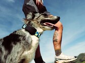 Fi Ultra si aggancia al collare del cane.