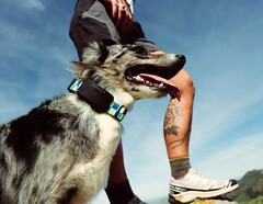 Fi Ultra si aggancia al collare del cane.