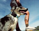 Fi Ultra si aggancia al collare del cane.