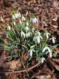 Fotocamera principale