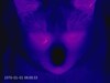 Occhi di gatto