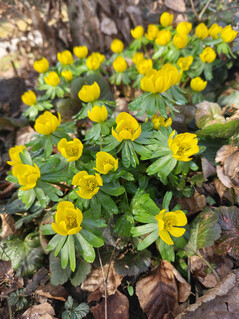 Fotocamera principale