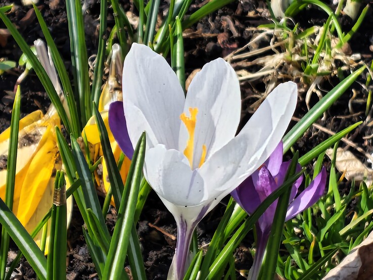 Motorola Edge 70 Fusion: Fotocamera principale con zoom 8x