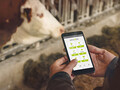 I sensori IoT, sviluppati da smaXtec monitorano il benessere interno degli animali da allevamento. (Immagine: smaXtec)