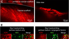 Il tessuto cardiaco bio-stampato ha continuato a battere per sei mesi (immagine: Bioactive Materials)