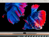 Lo smart TV OLED MEDION LIFE supporta Dolby Vision e Dolby Atmos. (Fonte: MEDION)