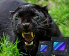 Panther Lake potrebbe essere lanciato nel 2025 con le veloci iGPU Xe3. (Fonte: iStock + Intel)