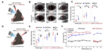 I test dell'impianto retinico al tellurio mostrano che le pupille dei topi ciechi rispondono nuovamente all'esposizione alla luce visibile e infrarossa. (Fonte immagine: Science. DOI: 10.1126/science.adu2987)