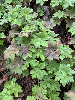 Un'immagine della fotocamera principale