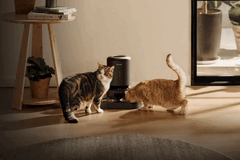 Distributore automatico di cibo per animali Petlibro. Alcuni dispositivi non sono in grado di erogare il cibo a causa dell’interruzione di corrente.