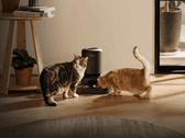 Distributore automatico di cibo per animali Petlibro. Alcuni dispositivi non sono in grado di erogare il cibo a causa dell’interruzione di corrente.