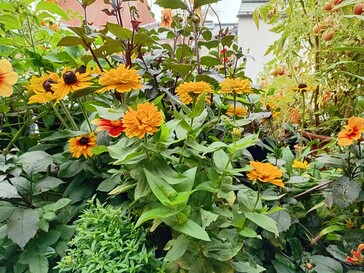 Foto scattata con il Samsung Galaxy A06