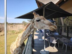 Parco Lion e Safari: Una giraffa ha deciso di unirsi a noi per il pranzo (Fonte: Darryl Linington - Notebookcheck)