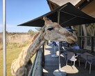 Parco Lion e Safari: Una giraffa ha deciso di unirsi a noi per il pranzo (Fonte: Darryl Linington - Notebookcheck)