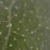 Foto al microscopio: Foglia