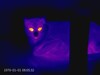 Dettagli sul gatto