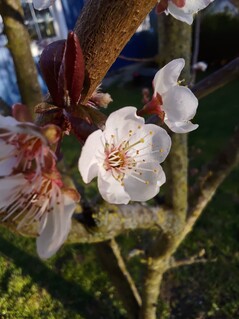 Foto con la fotocamera macro