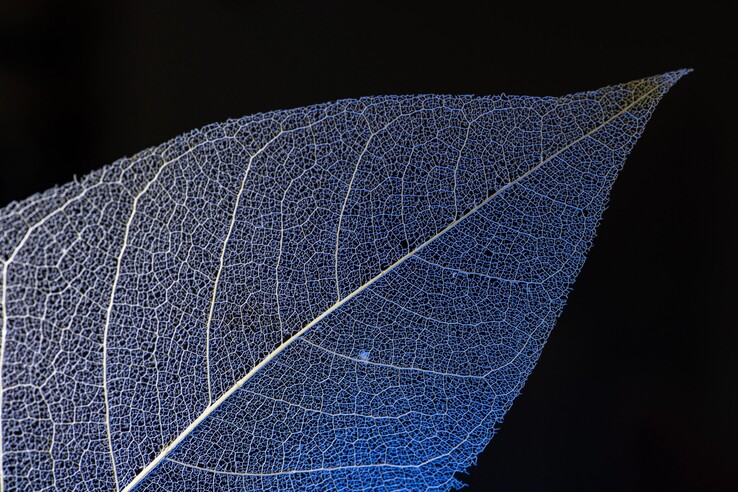Il Pod Mini 2 consente di realizzare scatti macro dettagliati.