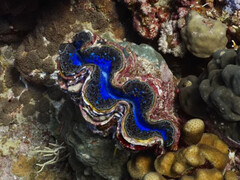 L'apertura iridescente ispira la ricerca sui materiali. (Fonte immagine: youtube/Yale University)