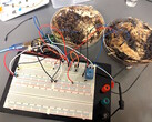 Due celle di memoria a fungo sono state collegate a una scheda di sviluppo del microcontrollore Arduino UNO per i test. (Fonte immagine: LaRocco, J. et al. via PLOS One)