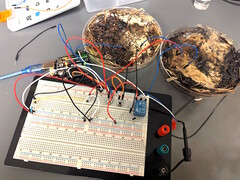 Due celle di memoria a fungo sono state collegate a una scheda di sviluppo del microcontrollore Arduino UNO per i test. (Fonte immagine: LaRocco, J. et al. via PLOS One)