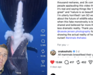 GatorChris spiega in un video che le balene non si allattano in questo modo