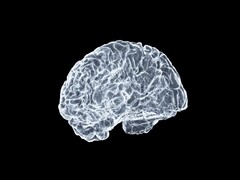 Un&#039;immagine artistica di un cervello (Fonte immagine: Shawn Day via Unsplash; modifica)